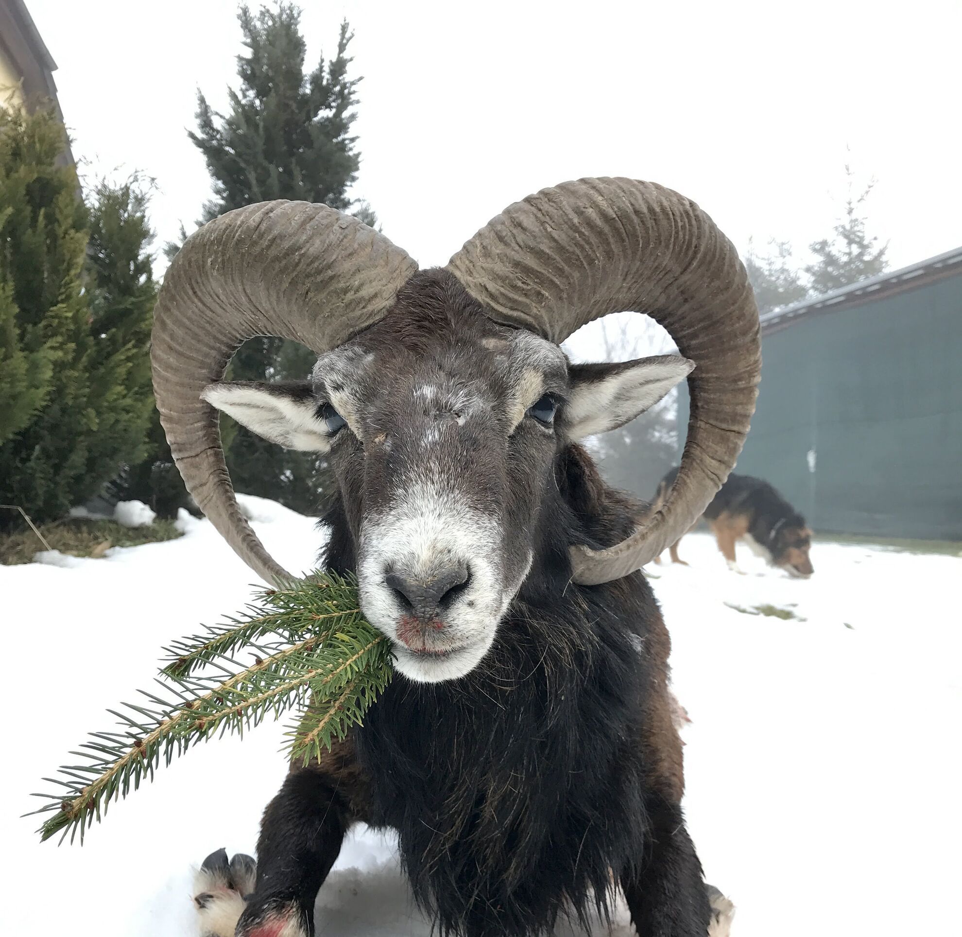 Hunting – 1 kg